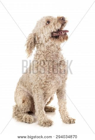 Lagotto Romagnolo In Front Of White Background