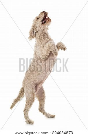Lagotto Romagnolo In Front Of White Background