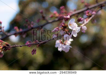 Beautiful Japanese Sakura Cherry Blossom Trees During Spring In Tokyo.