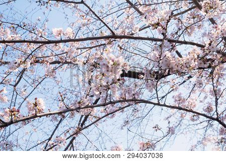 Beautiful Japanese Sakura Cherry Blossom Trees During Spring In Tokyo.