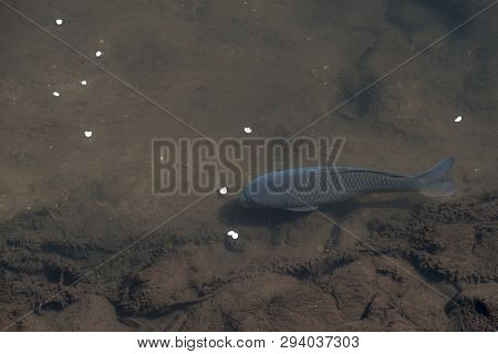 Japanese Koï Carp In The Kanda River By Daytime In The West Of Tokyo.