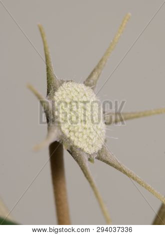 Dorstenia Foetida Flowering, Close Up Shot, Local Focus