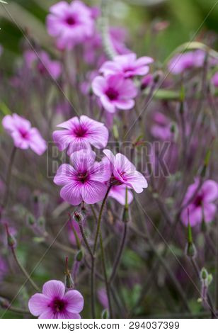 Matthiola Maderensis Is A Flowering Plant Species Of Stock In The Brassicaceae Family, Native And En