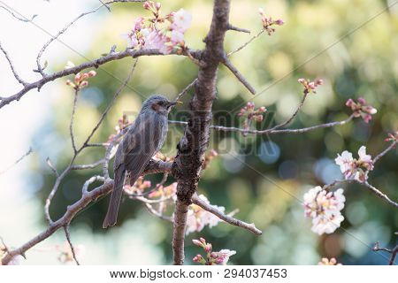 A Starling Bird Alone In The Cherry Blossoms In Tokyo.