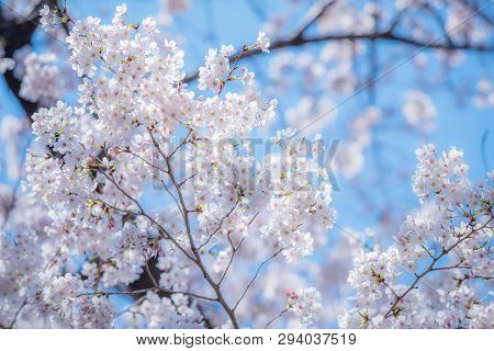 Beautiful Japanese Sakura Cherry Blossom Trees During Spring In Tokyo.