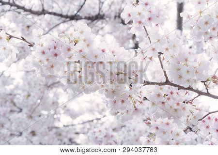 Beautiful Japanese Sakura Cherry Blossom Trees During Spring In Tokyo.