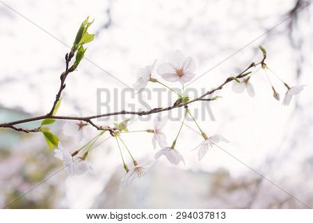 Beautiful Japanese Sakura Cherry Blossom Trees During Spring In Tokyo.