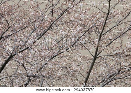 Cherry Blossom Sakura Trees And Flowers With A Tennis Playground.