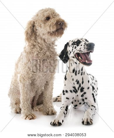 Dalmatian Dog And Lagotto Romagnolo In Front Of White Background