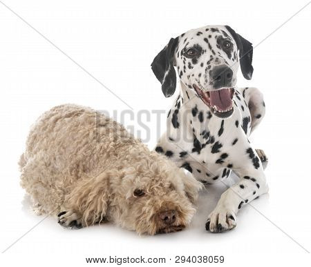 Dalmatian Dog And Lagotto Romagnolo In Front Of White Background