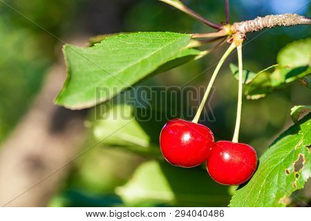 Ripe Cherry Fruit Brightly Red Color On The Branches Of Ashinskaya Prunus Subg. Cerasus. Barbados Ch