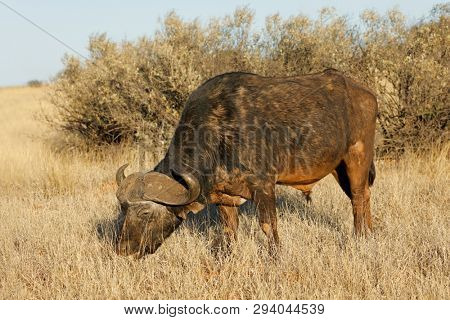 An African buffalo (Syncerus caffer) grazing in grassland, Mokala National park, South Africa