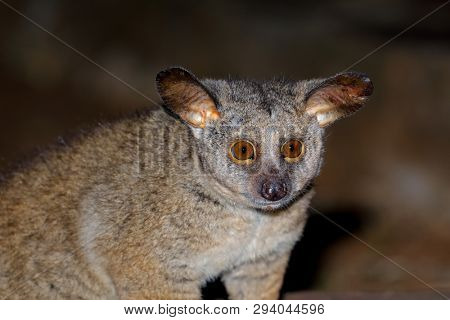 Portrait of a nocturnal greater galago or bushbaby (Otolemur crassicaudatus), South Africa