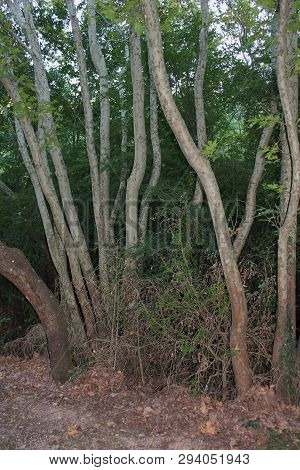 Dense Forest Next To The Agios Nikolaos Park Naousa Greece