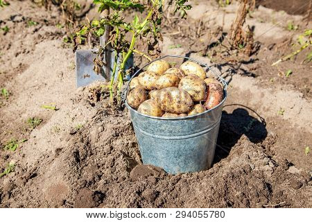 Freshly Dug Organic Potatoes Of New Harvest At The Potatoes Plantation. Potato Harvest On The Field