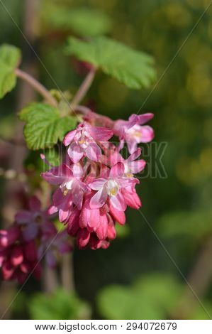 Winter Currant King Edward Vii - Latin Name - Ribes Sanguineum King Edward Vii