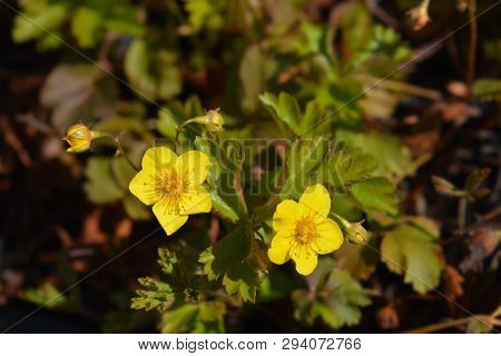 Barren Strawberry - Latin Name - Waldsteinia Ternata