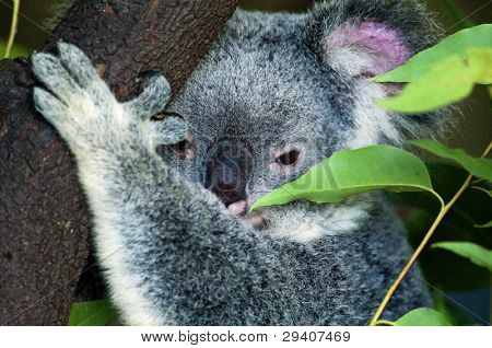 Koala