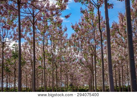 Paulownia Plantation For Biomass Production, Wide Angle View