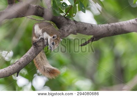 Squirrel Brown Color On A Tree In The Nature Wild