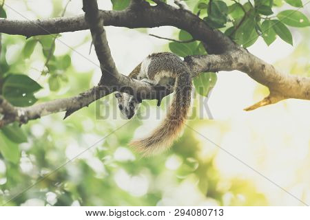 Squirrel Brown Color On A Tree In The Nature Wild