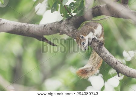 Squirrel Brown Color On A Tree In The Nature Wild