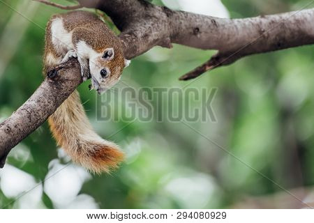 Squirrel Is Mammal Animal And Member Of The Family Sciuridae Brown Color On A Tree In The Nature Wil
