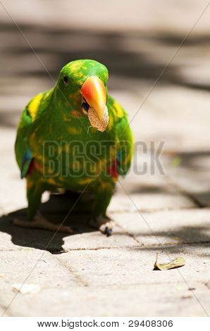 Loro de pecho escamoso