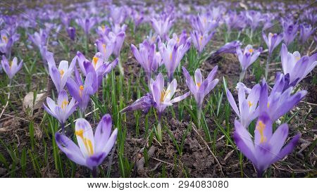 Saffron Flowers With A Beautiful View Of The Field