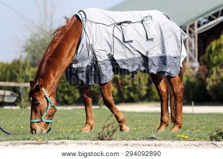 Side View Photo Of A Young Racehorse After Training Under A Brand New  Magnetic Hherapy Horse Blanke