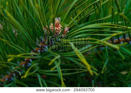 Kidney On The Pine Branch. Pine Needles. Conifer Needles. Background Of Pine Needles. Purity Of Natu