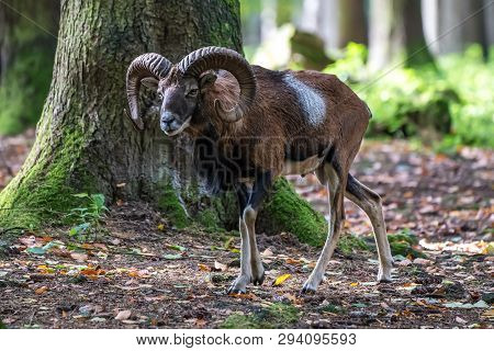 European Mouflon, Ovis Orientalis Musimon. Wildlife Animal.