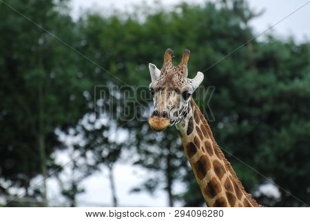 A Head And Neck Picture Of A Giraffe