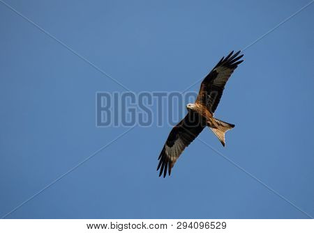 Red Kite Soaring