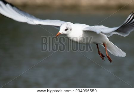 A Black Headed Gull In Winter Plumage Flying Over The River Thames