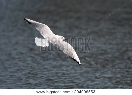 A Black Headed Gull In Winter Plumage Flying Over The River Thames