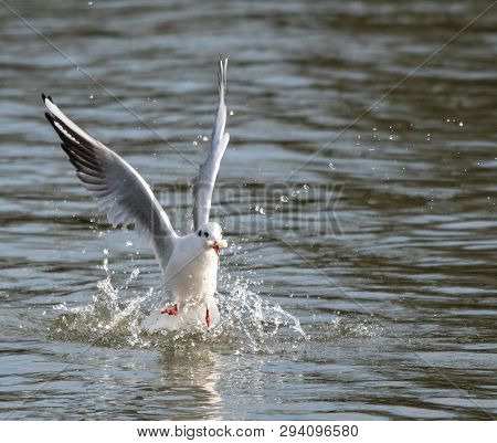 A Black Headed Gull In Winter Plumage Flying Over The River Thames