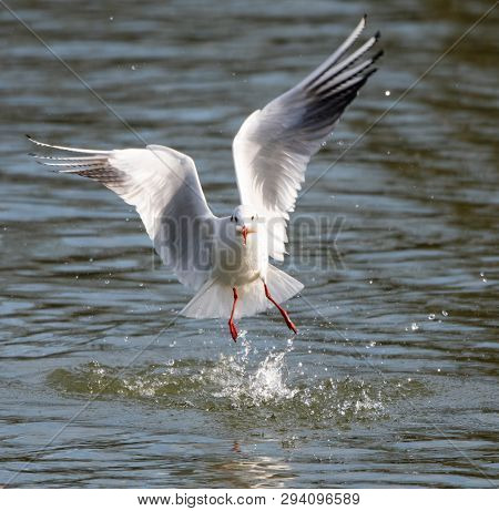 A Black Headed Gull In Winter Plumage Flying Over The River Thames