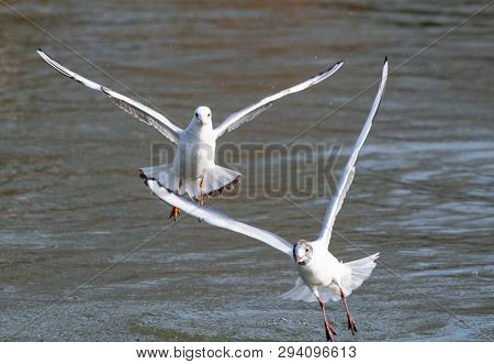 Two Black Headed Gulls Flying Over The Thames