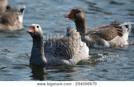 A Greylag Goose Swimming For The Shore Of The River Thames