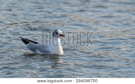 A Black Headed Gull In Winter Plumage Swimming On The River Thames
