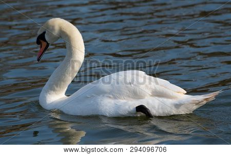 A Mute Swan Glides Along The Waters Of The River Thames