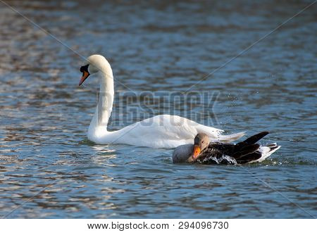 A Mute Swan And A Greylag Goose Swim Side By Side On The River Thames