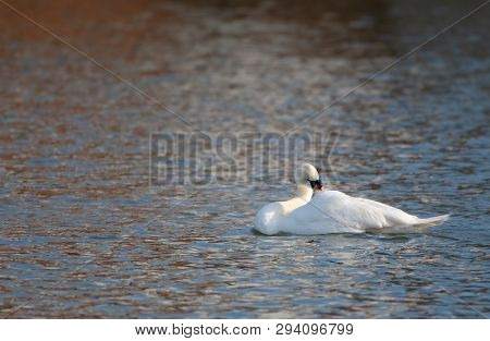 A Mute Swan Glides Along The Waters Of The River Thames