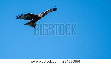 Red Kite In Flight