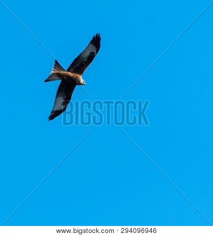 Red Kite Over Reading