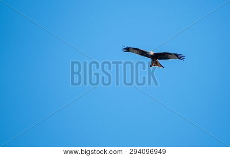 Red Kite Over Reading