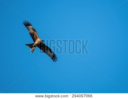 Red Kite Over Reading