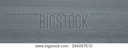 A Flock Of Black Scoters Flying Over The Waters Of The Atlantic Ocean