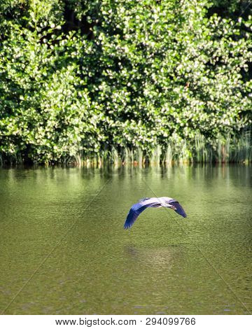 A Grey Heron Flying Over The Waters Of Loch Linlithgow In Scotland